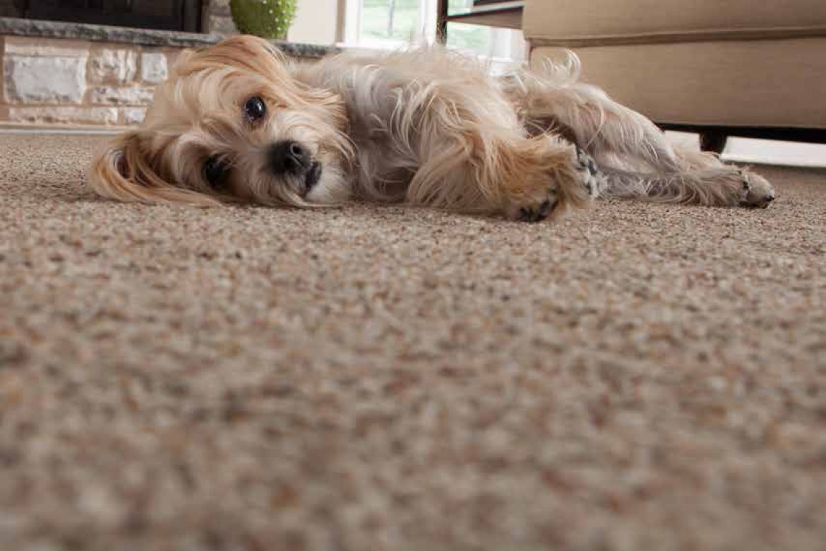 Got Pets? See Our Top Flooring Picks.