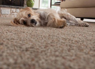 Got Pets? See Our Top Flooring Picks.