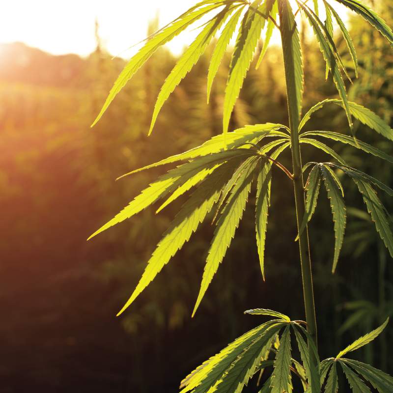 Choosing the Right Area Rug Carpet Plus Flooring Store in